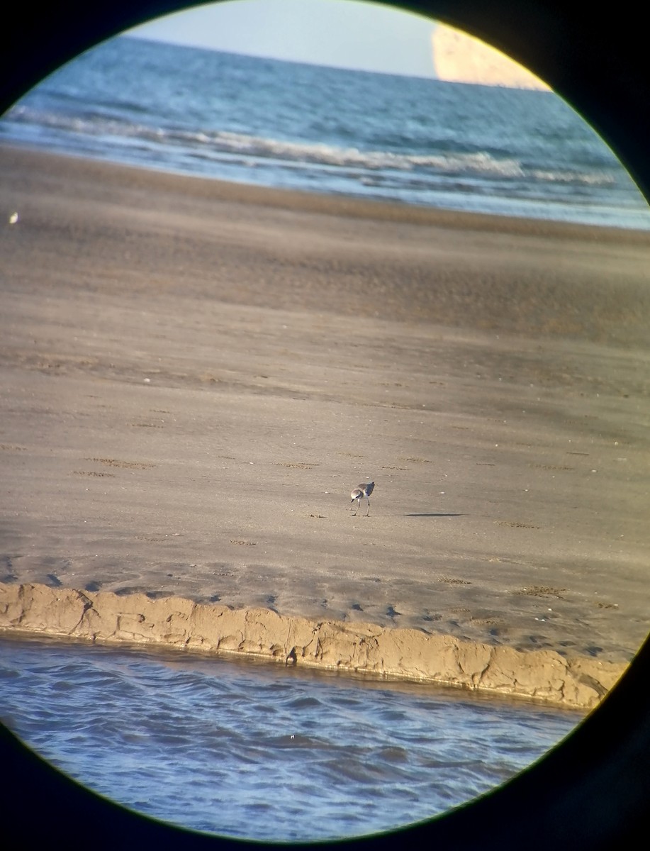 Greater Sand-Plover - ML645444478
