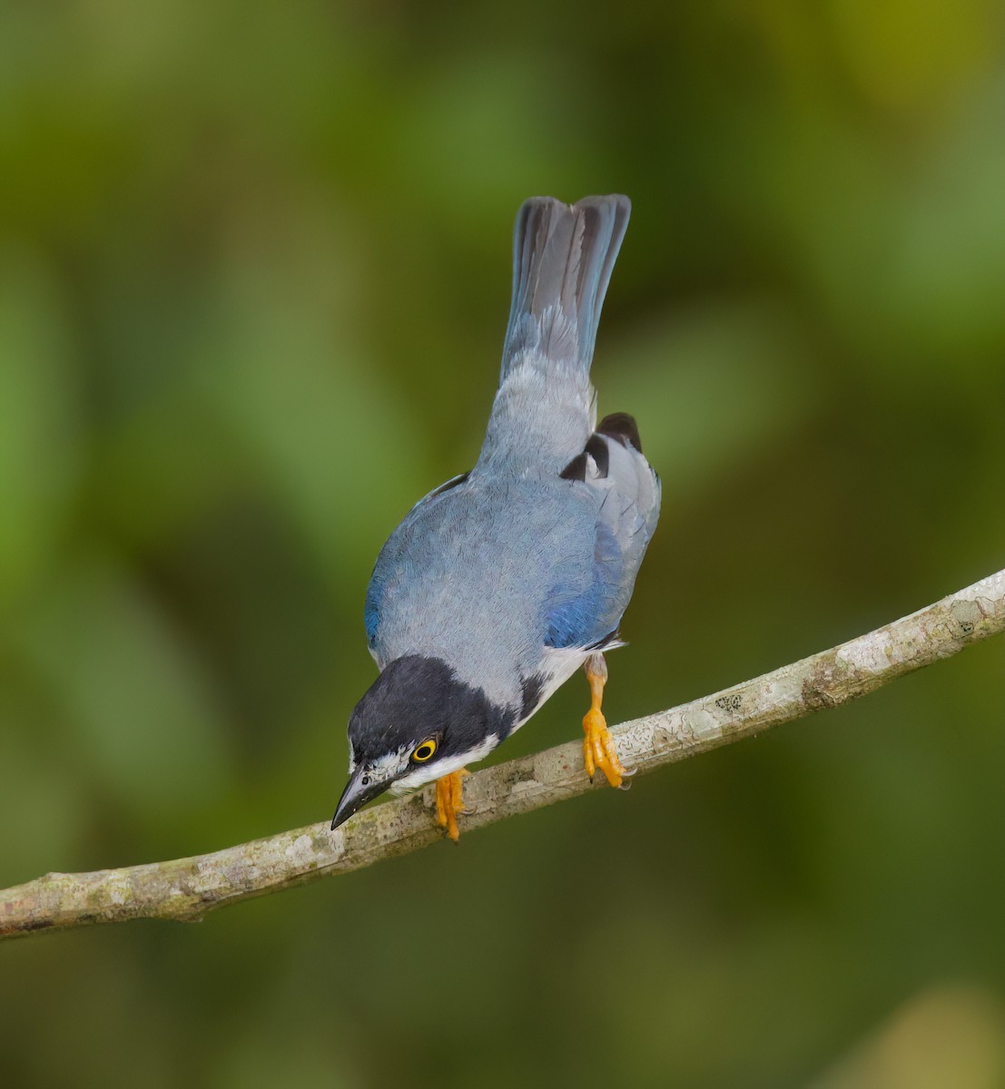 Черношапочная танагра - ML645444479