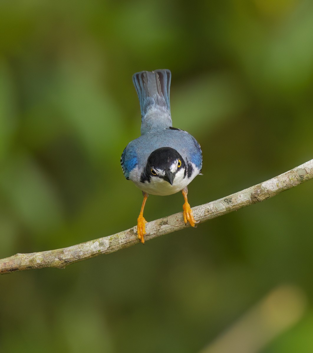 Черношапочная танагра - ML645444480