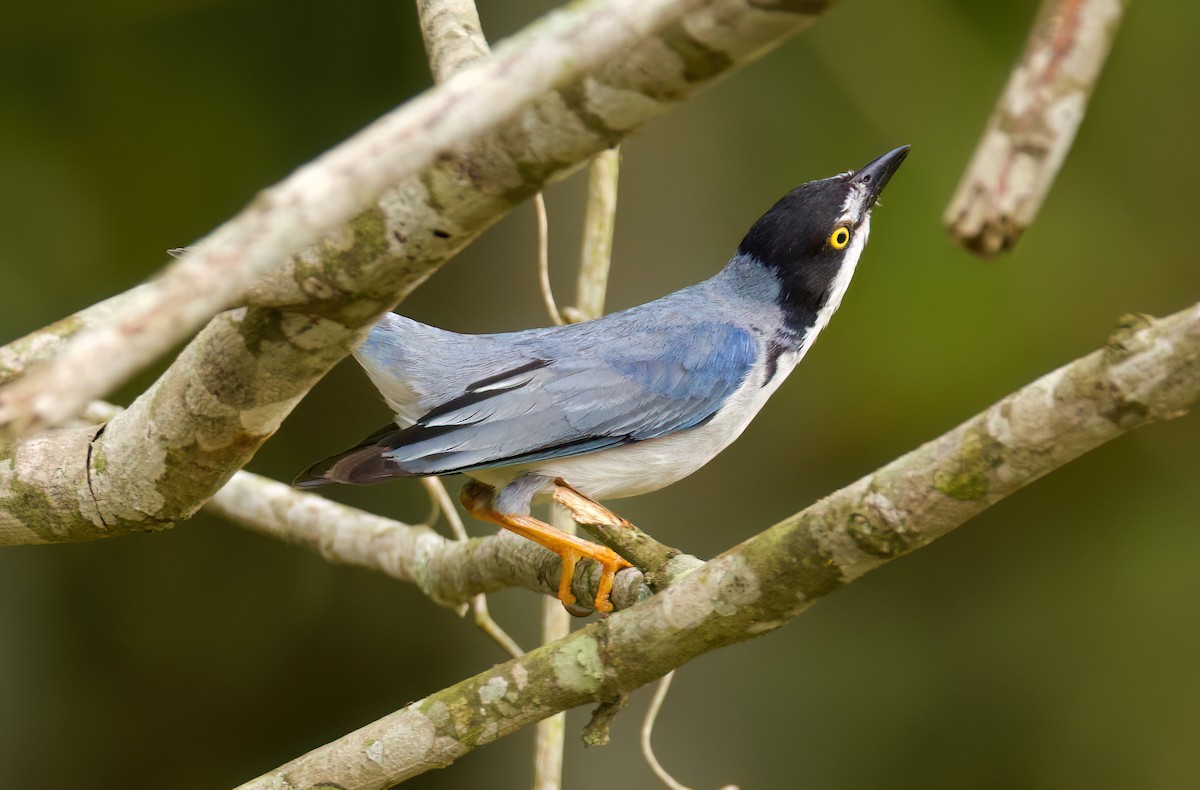 Черношапочная танагра - ML645444481