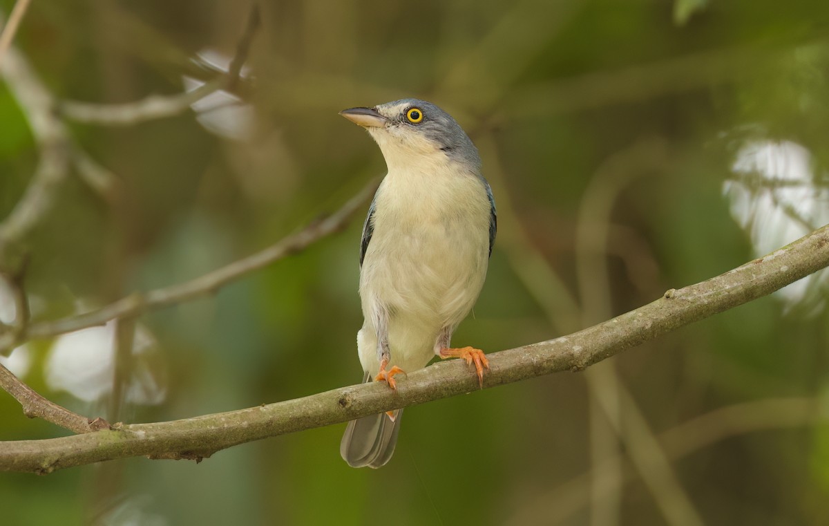 Черношапочная танагра - ML645444482