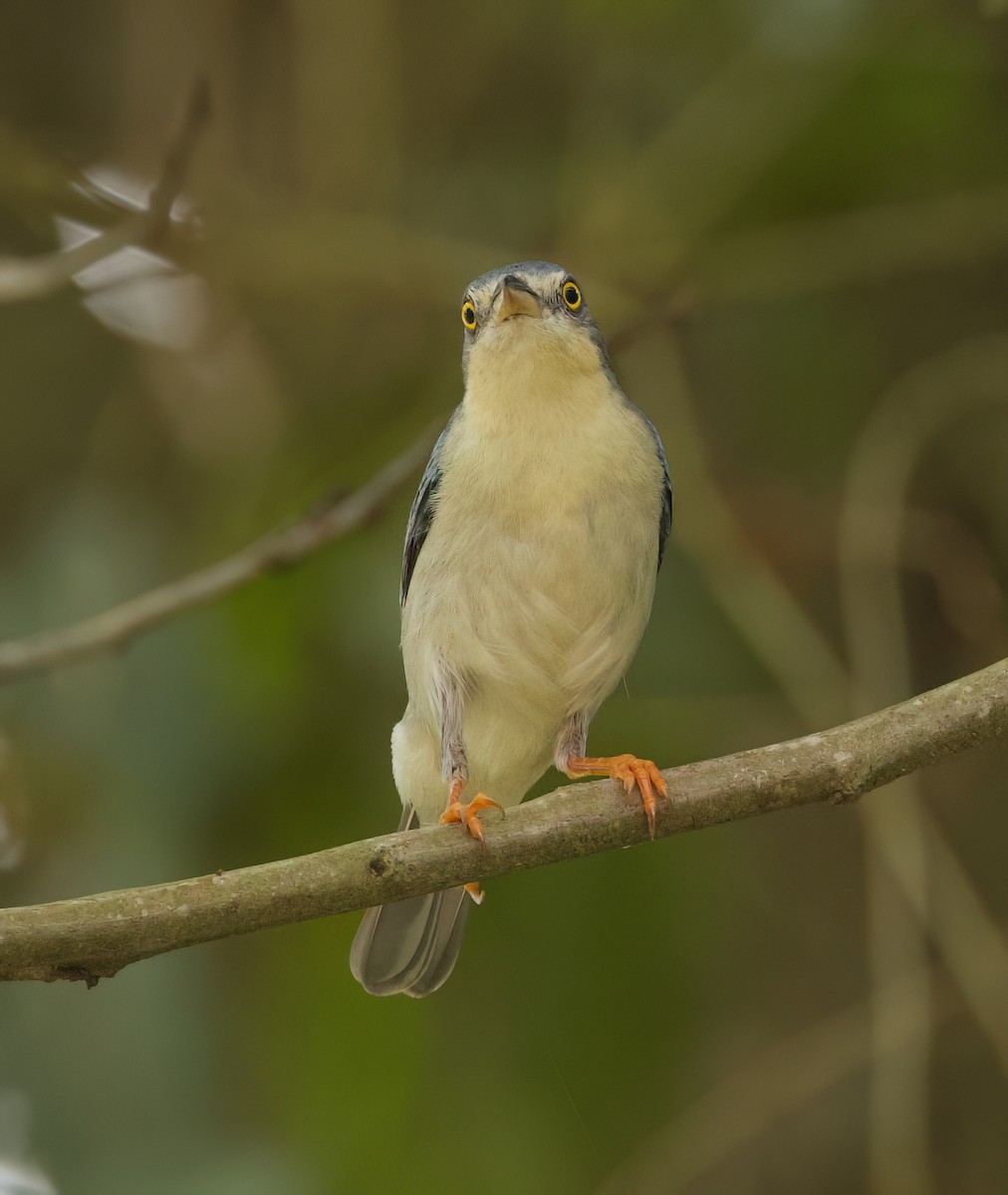 Черношапочная танагра - ML645444483