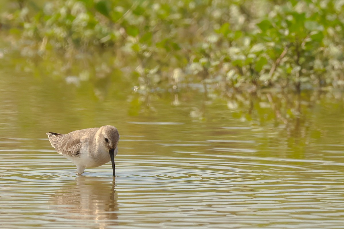 Чернозобик - ML645444486