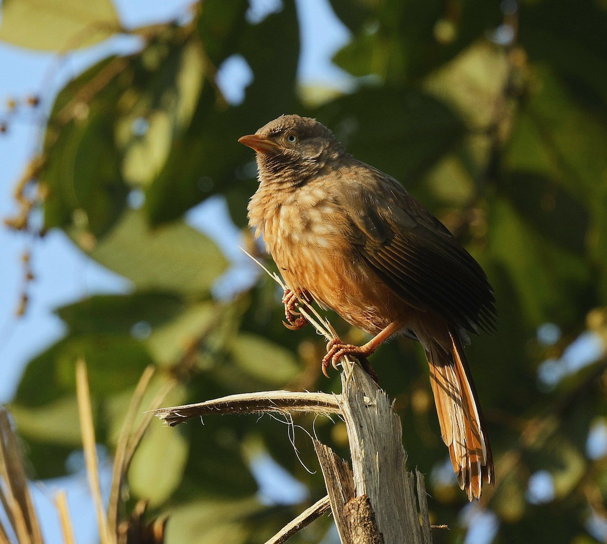 Джунглевая дроздовка - ML645444487