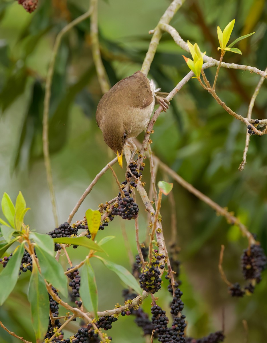 Кремовобрюхий дрозд - ML645444488