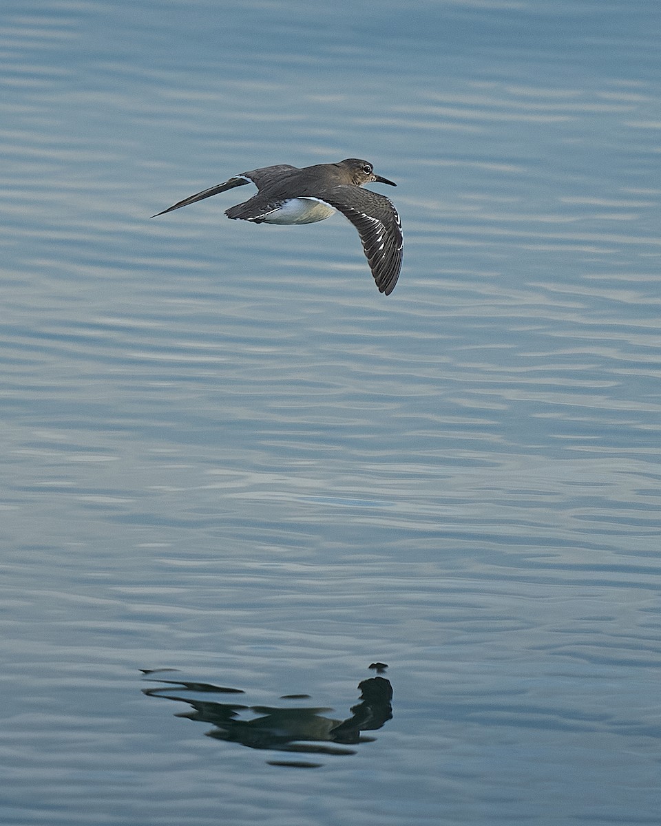 Пятнистый перевозчик - ML645444490