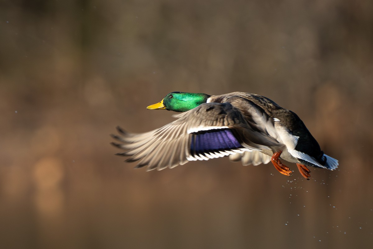 Кряква - ML645444491