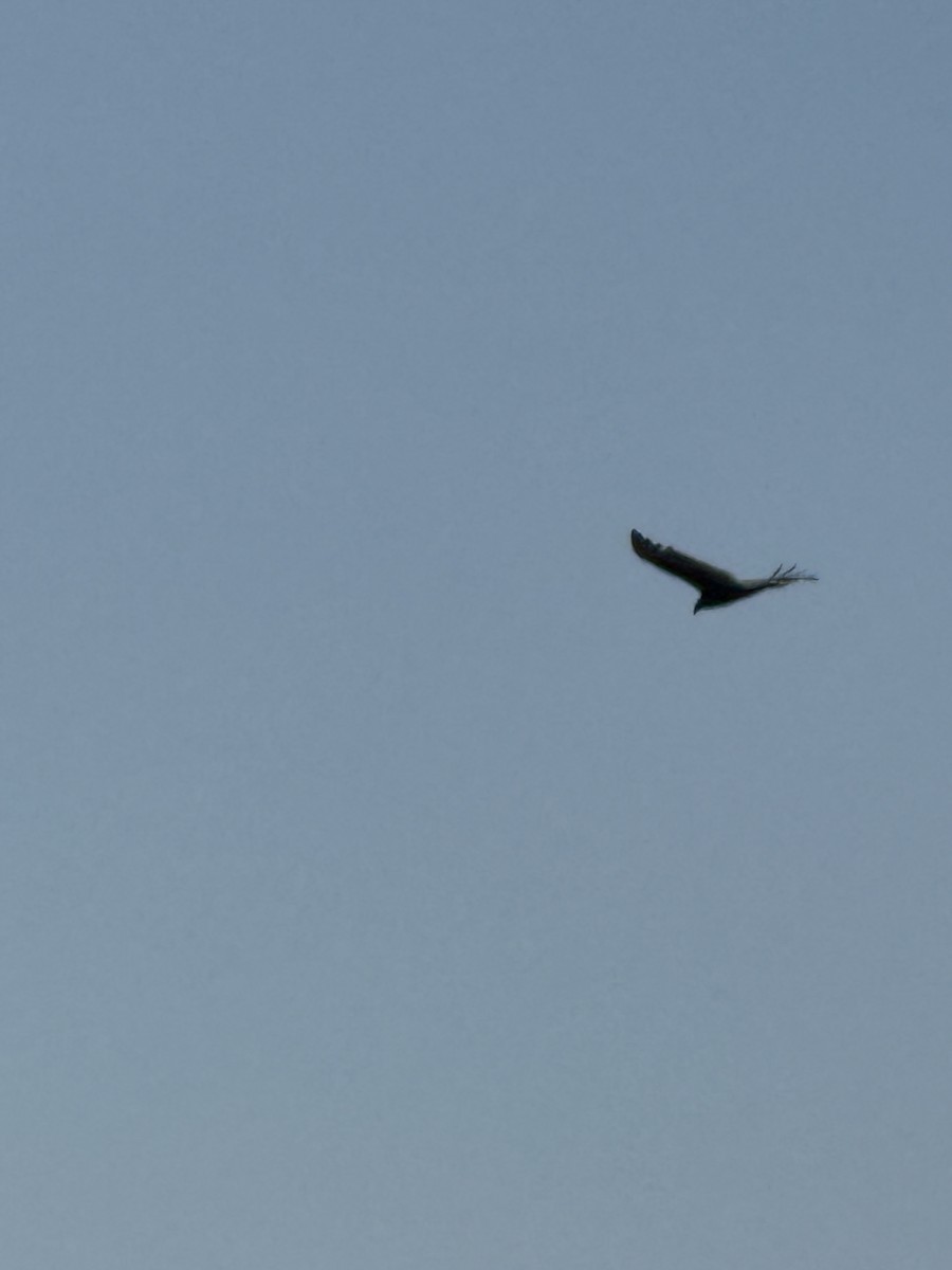 kondor krocanovitý - ML645444499