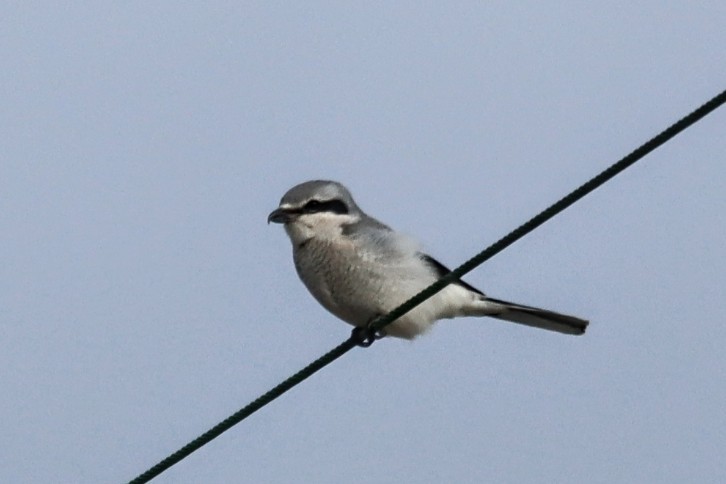 ťuhýk severní - ML645444512