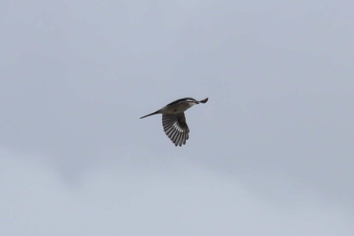 ťuhýk severní - ML645444515