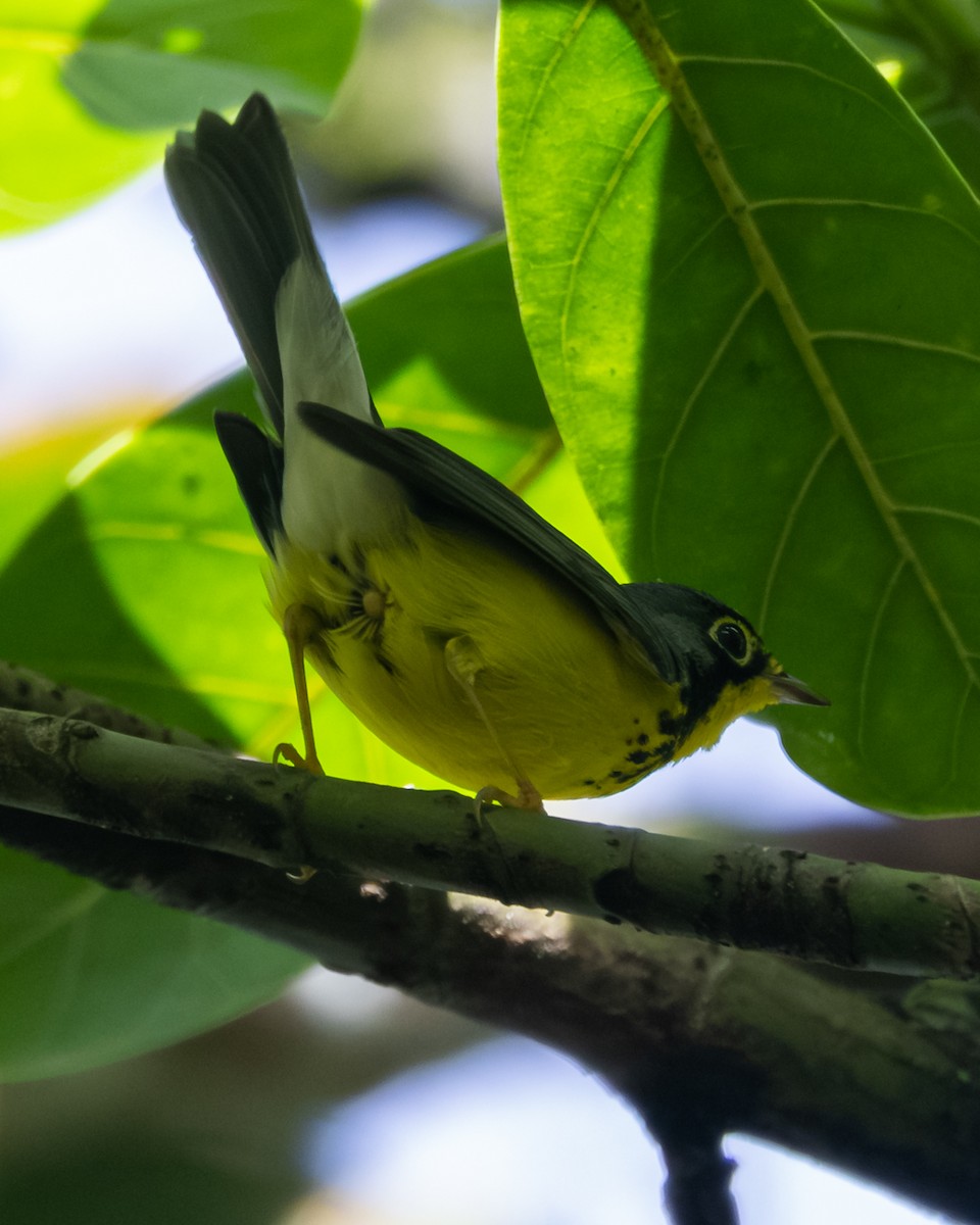 Canada Warbler - ML645444532