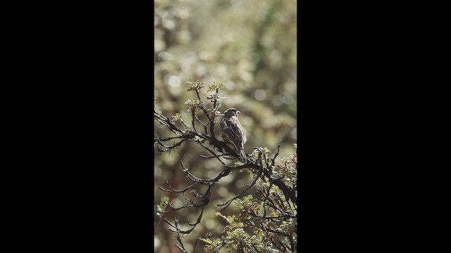 White-cheeked Cotinga - ML645444534
