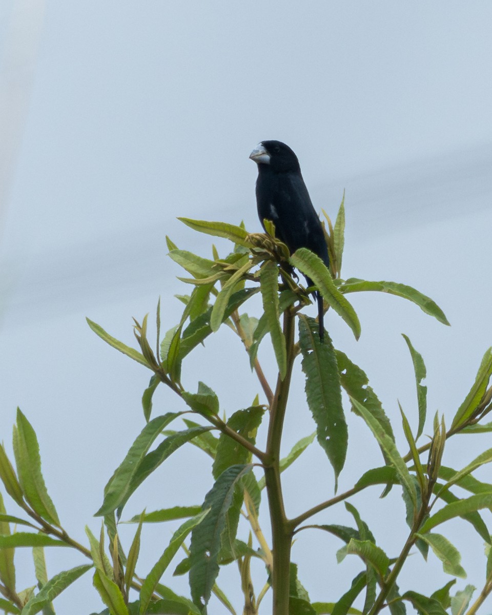 Large-billed Seed-Finch - ML645444539