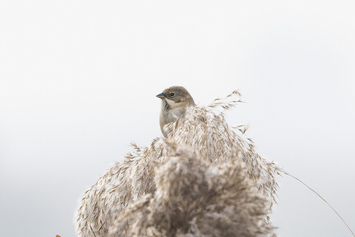 Pallas's Bunting - ML645444558
