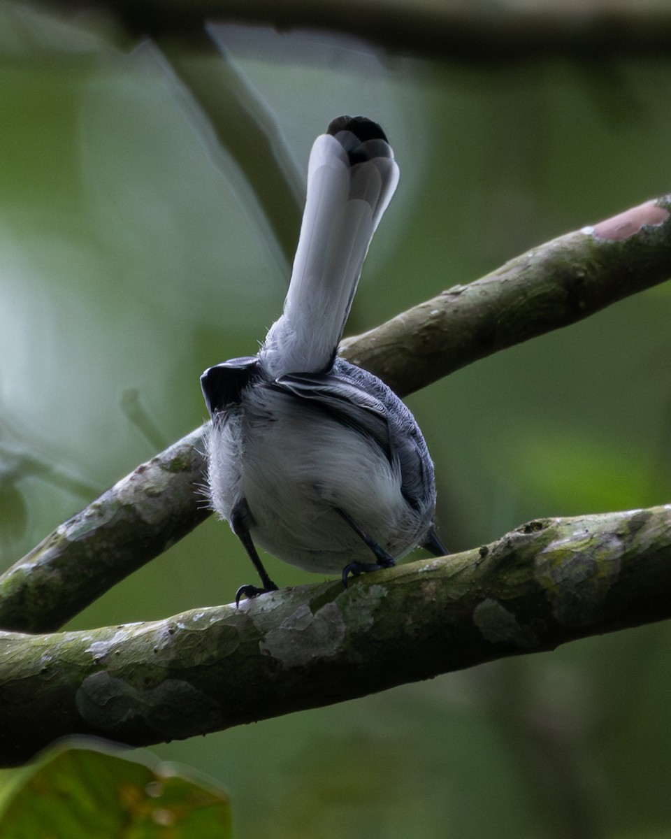 Tropical Gnatcatcher - ML645444560