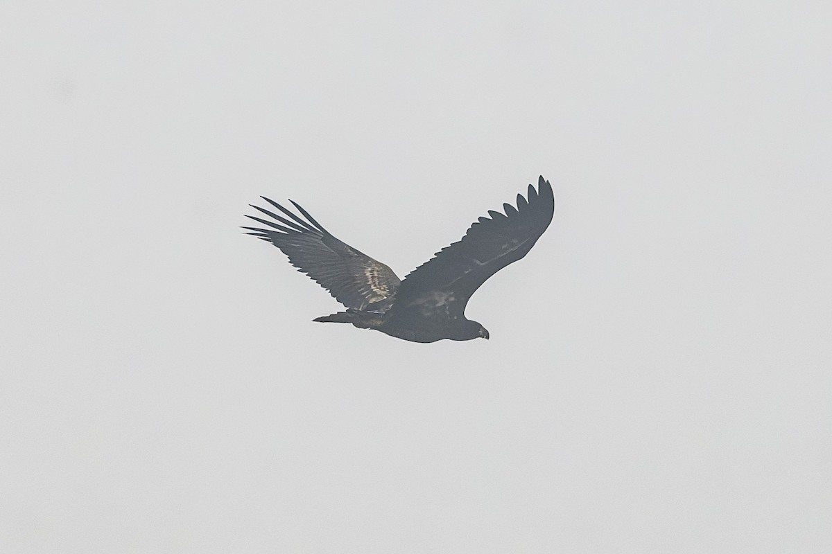 White-tailed Eagle - ML645444565