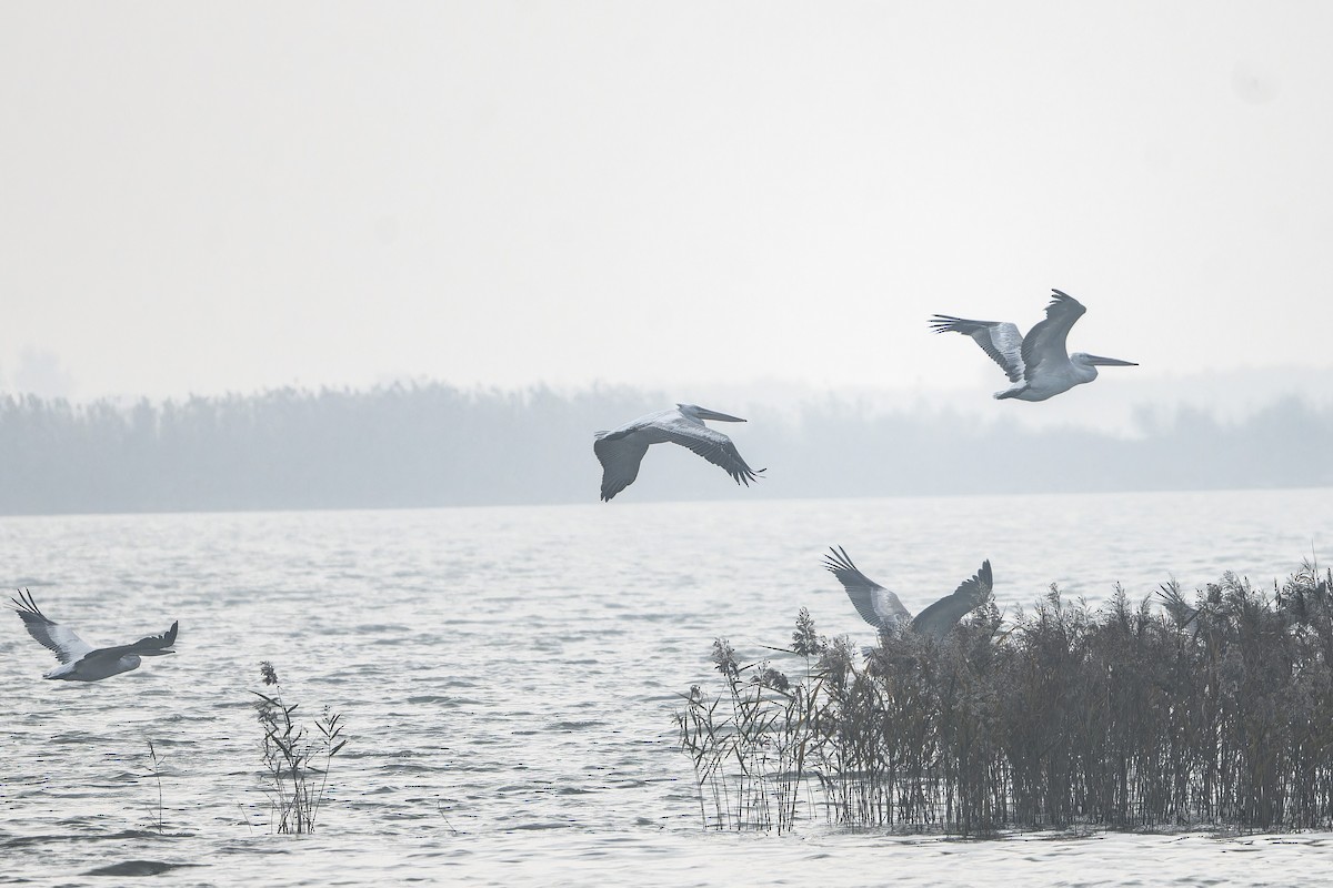 Dalmatian Pelican - ML645444579