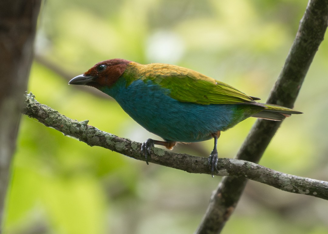 Tangara Cabecibaya - ML645444584