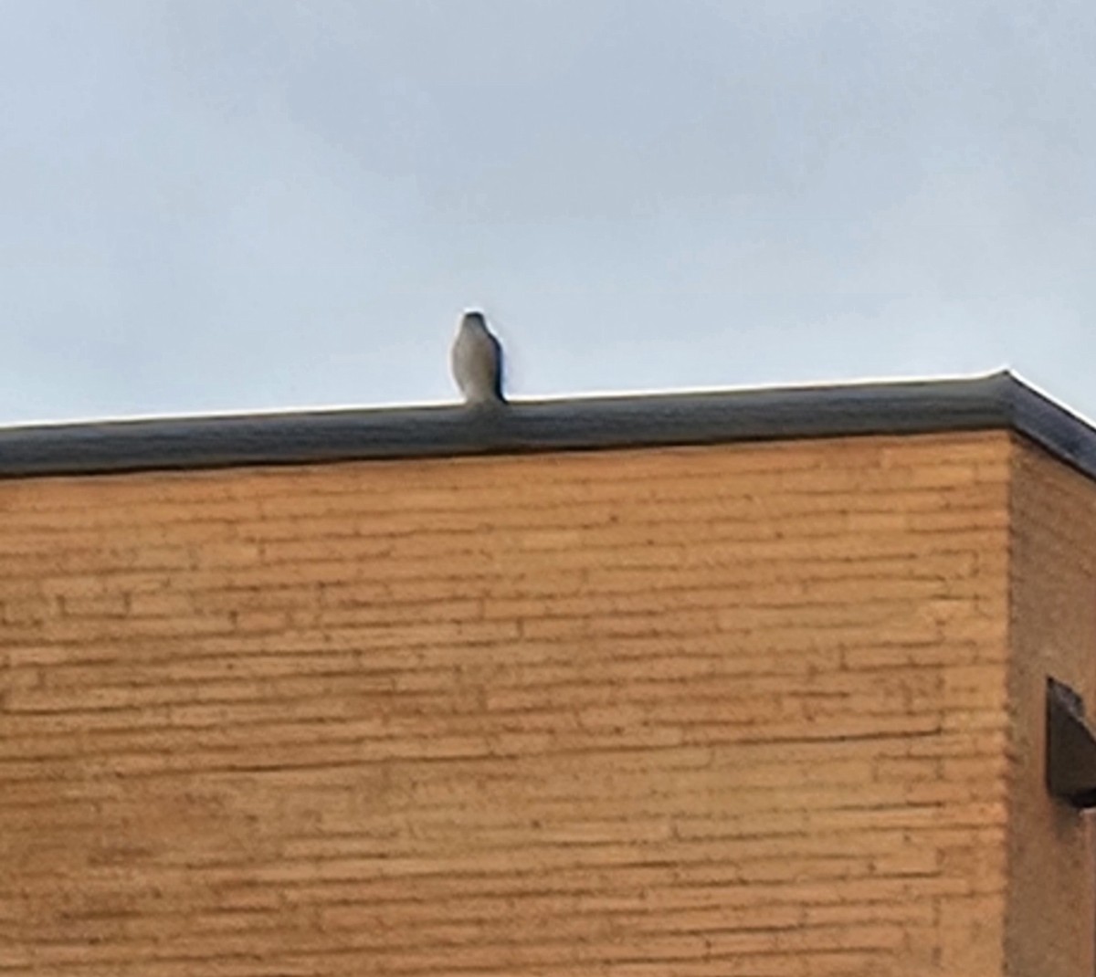 hawk sp. - ML645444585