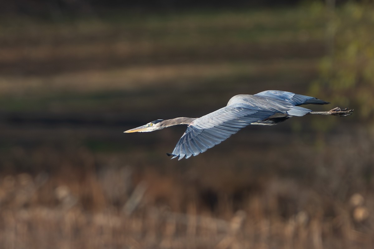 Great Blue Heron - ML645444587