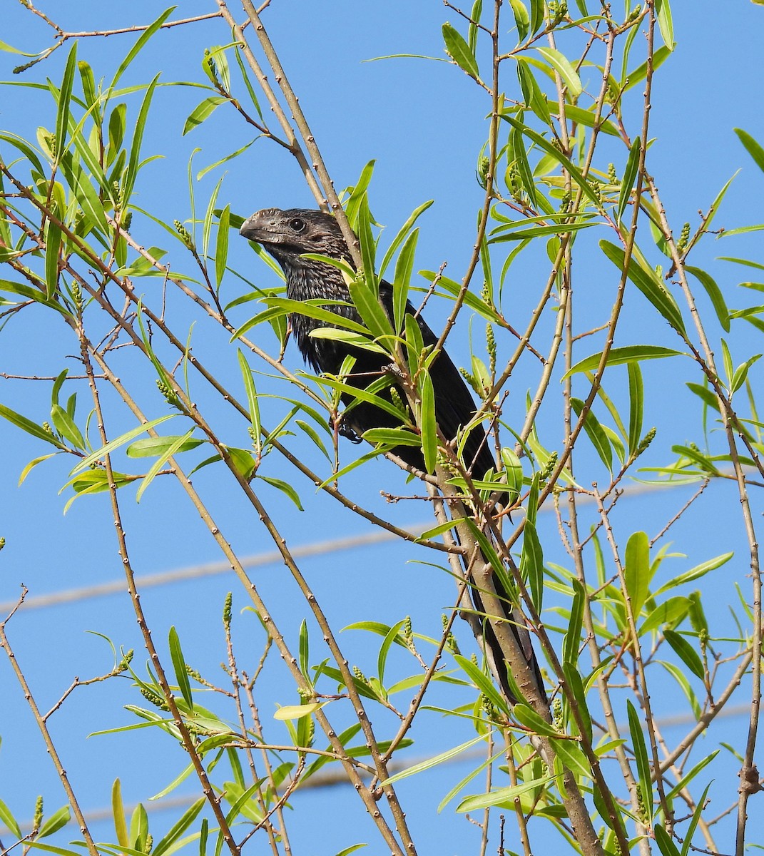 Smooth-billed Ani - ML645444593