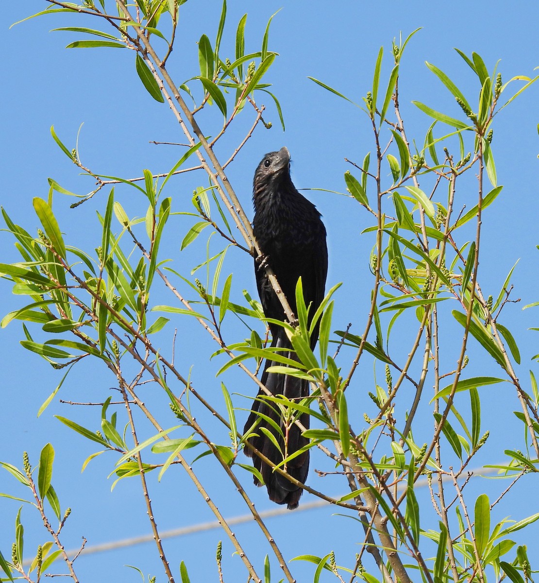 Smooth-billed Ani - ML645444596