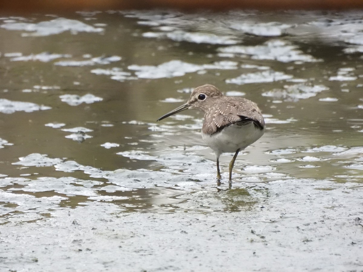 Solitary Sandpiper - ML645444603