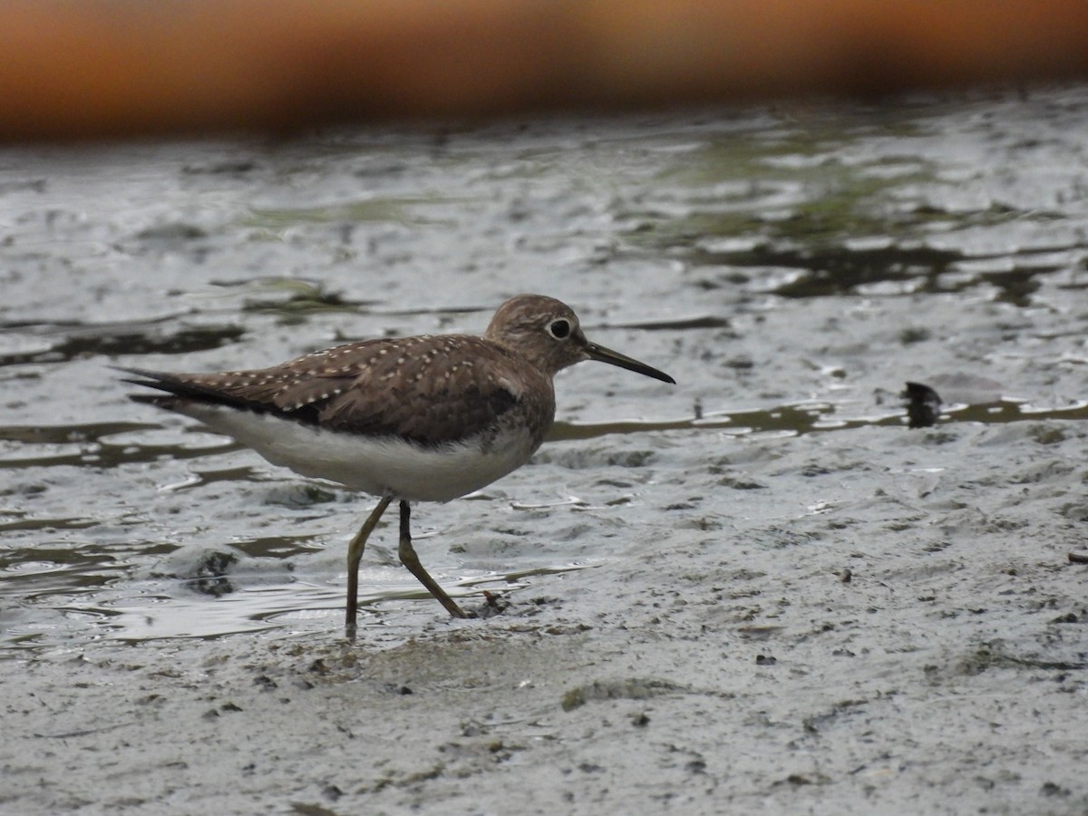 Solitary Sandpiper - ML645444604