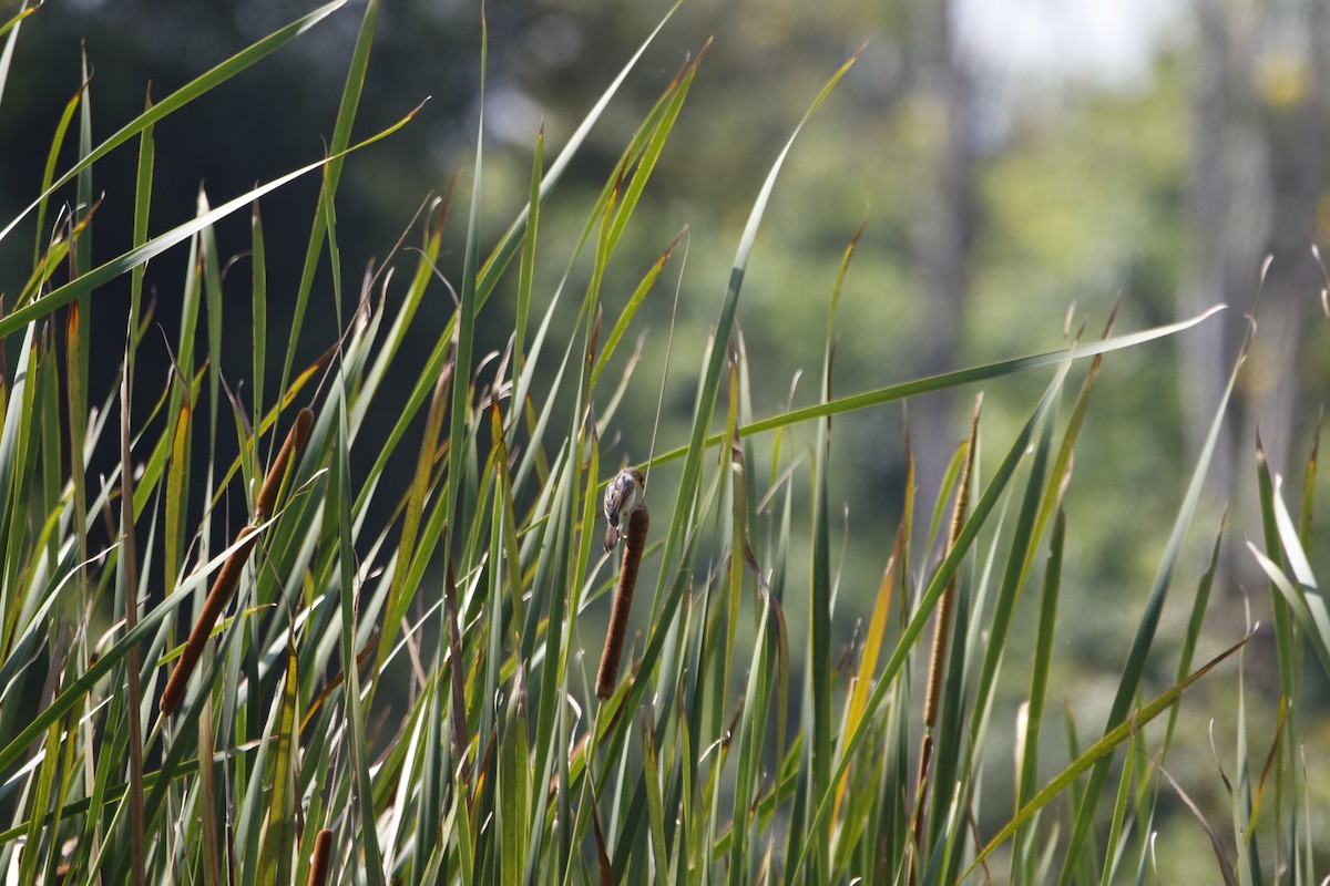 Carruthers's Cisticola - ML645444614