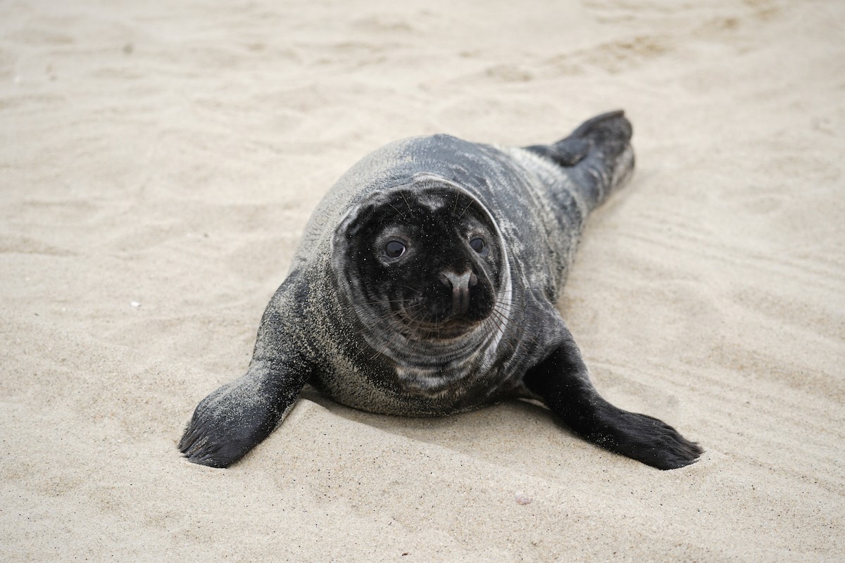 Atlantic Grey Seal - ML645444616