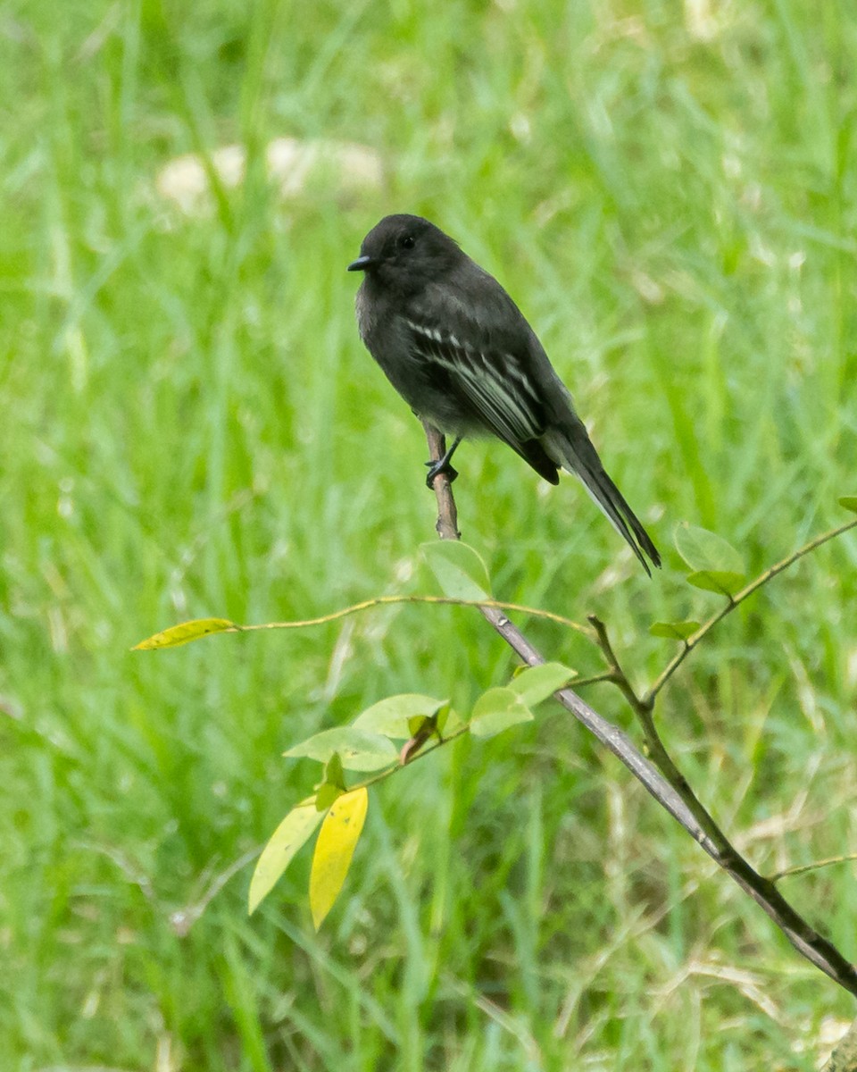 Black Phoebe - ML645444620