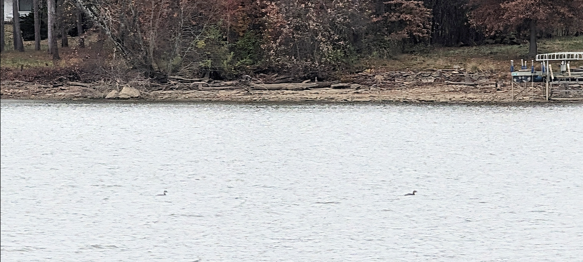 Horned Grebe - ML645444621