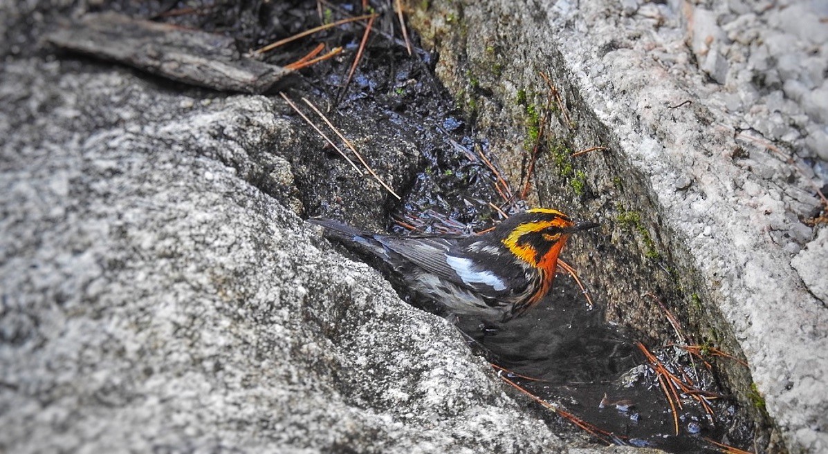 Fichtenwaldsänger - ML645444635