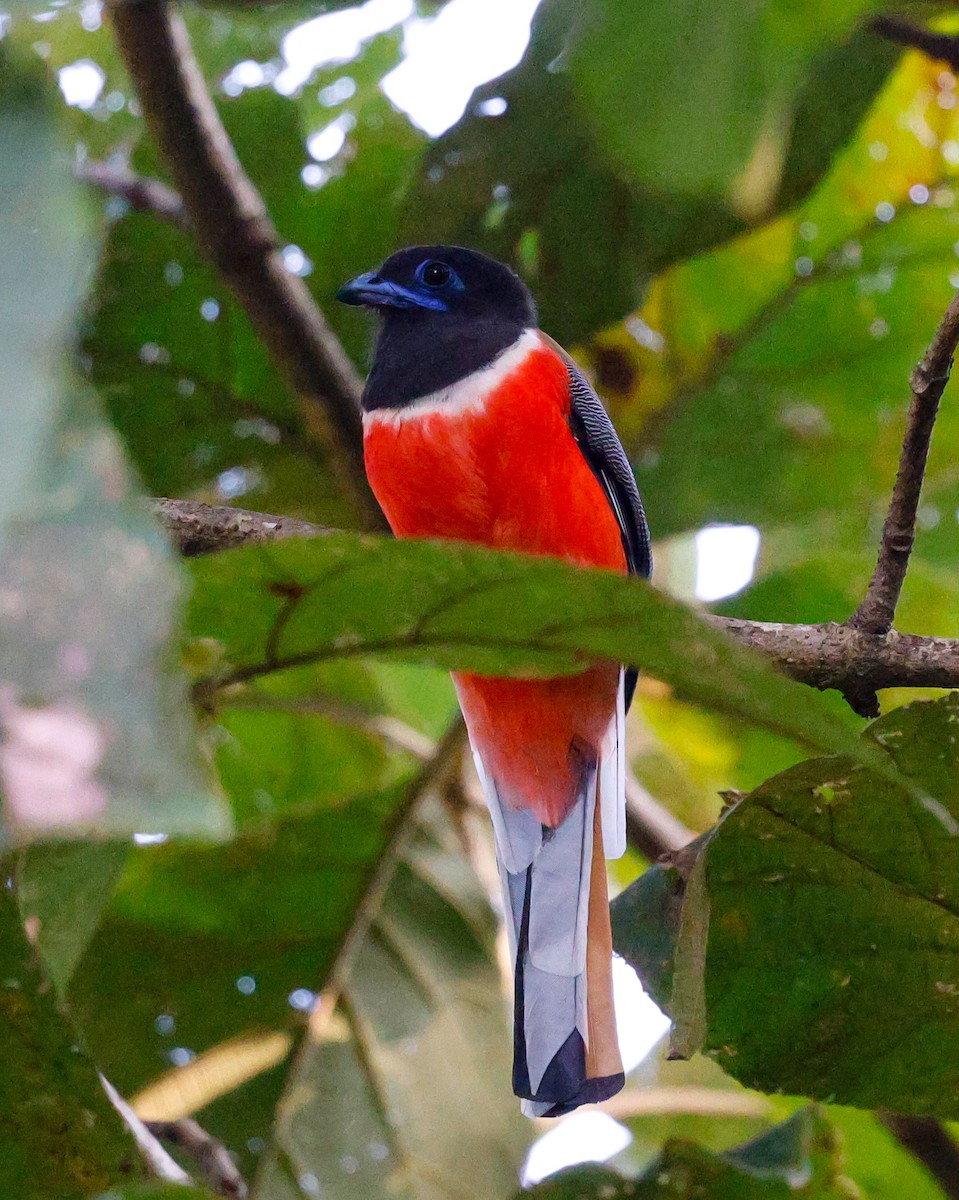 Malabar Trogon - ML645444642
