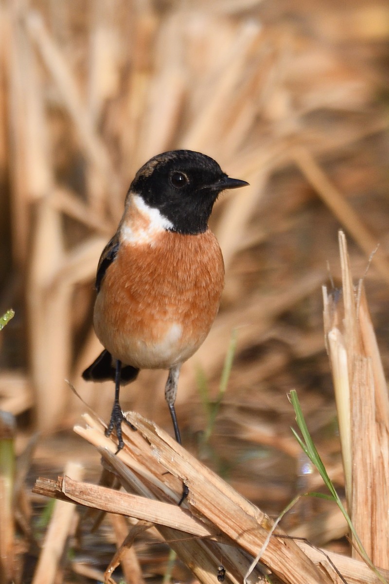 Siberian Stonechat - ML645444655