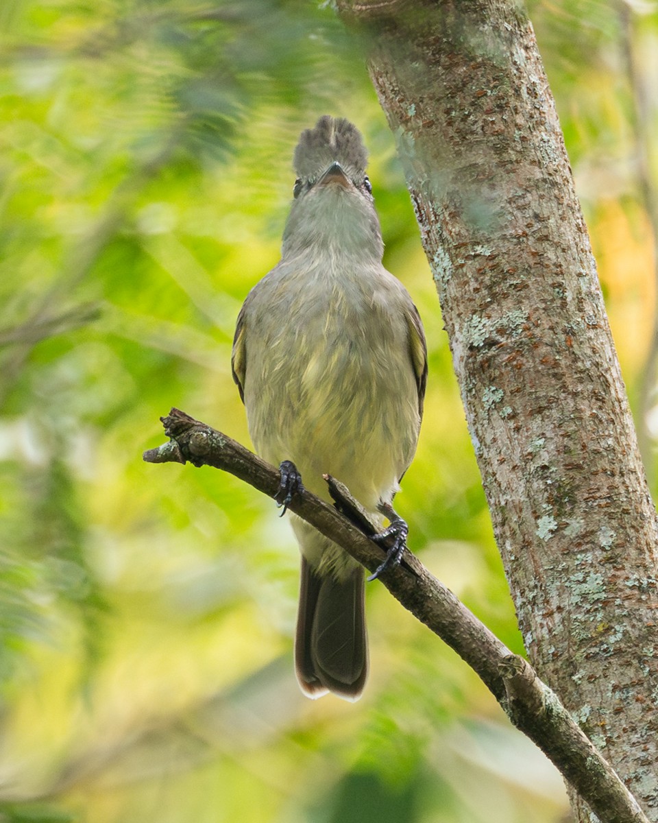 Yellow-bellied Elaenia - ML645444664