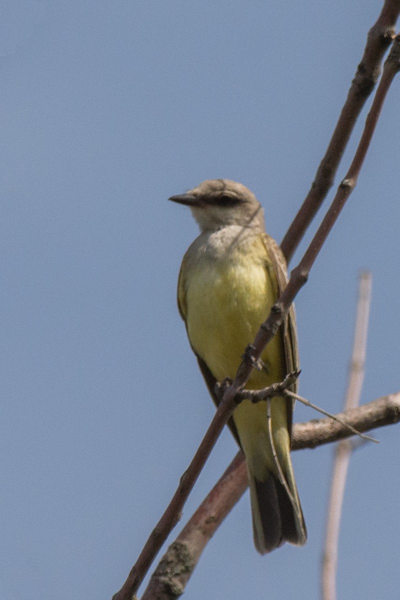 Western Kingbird - ML645444673