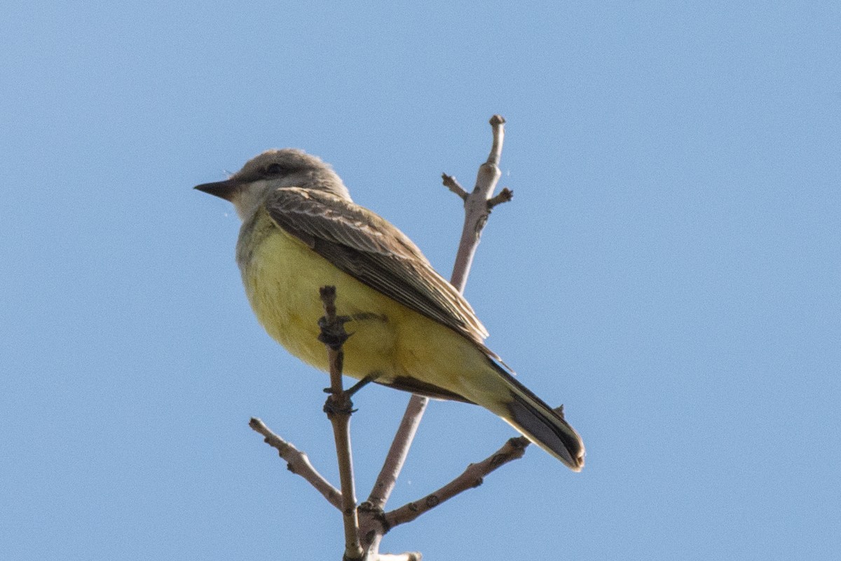 Western Kingbird - ML645444674