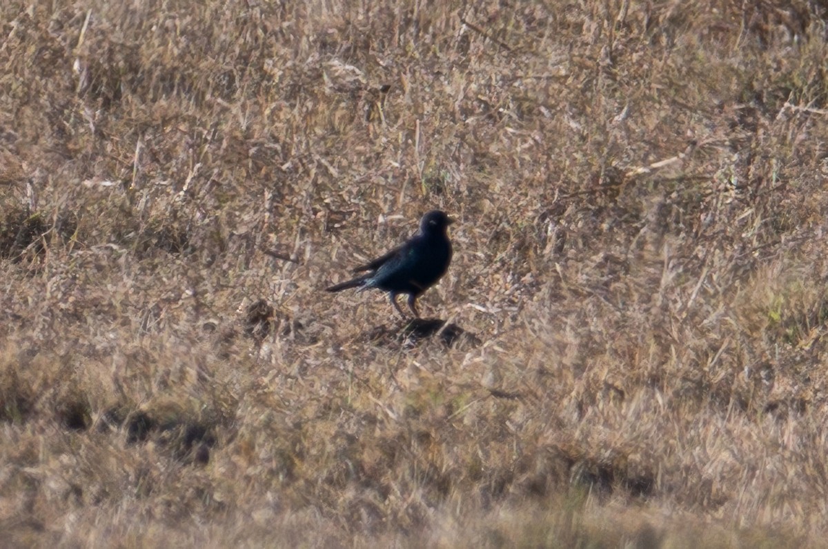 Brewer's Blackbird - ML645444675