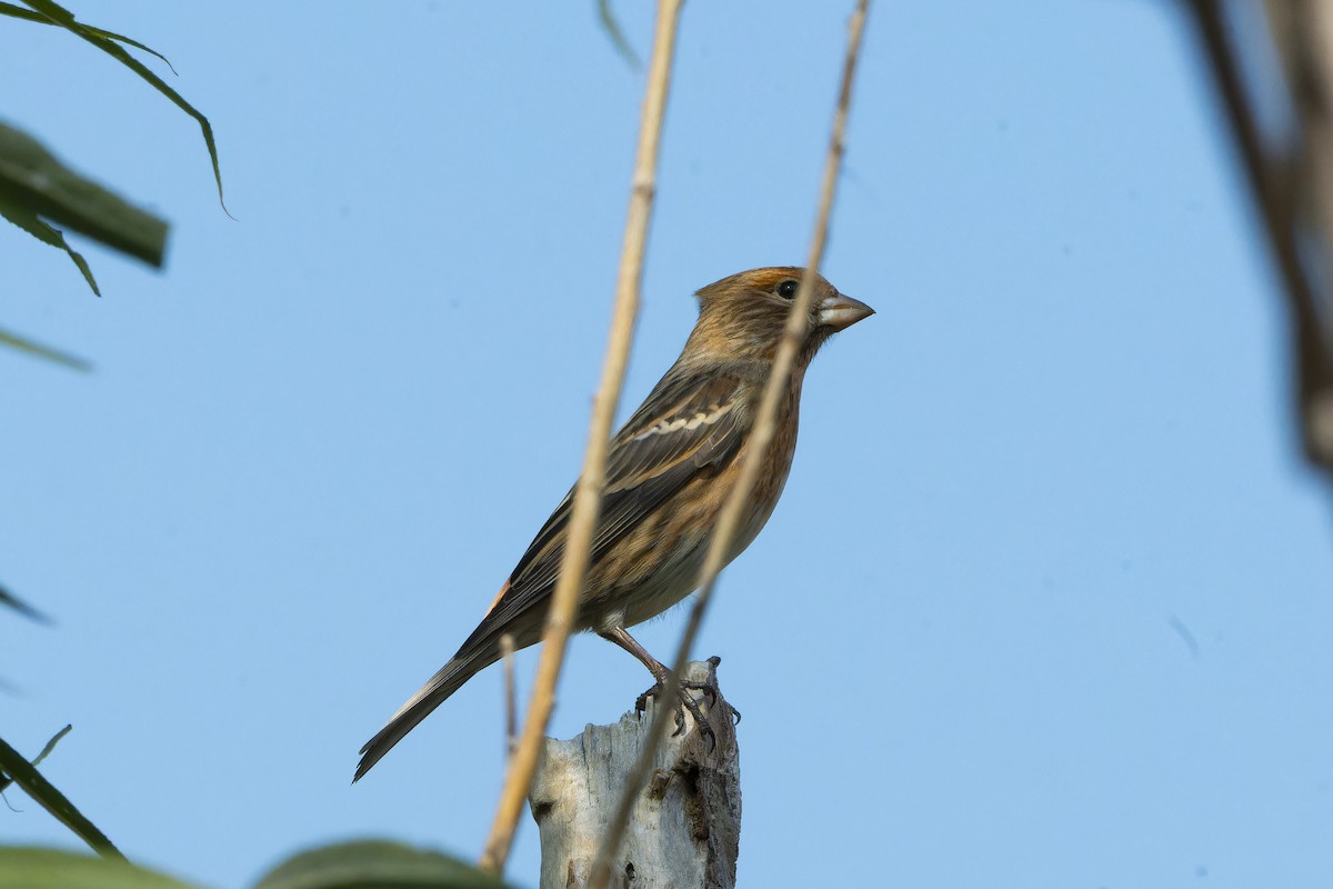 Pallas's Rosefinch - ML645444682