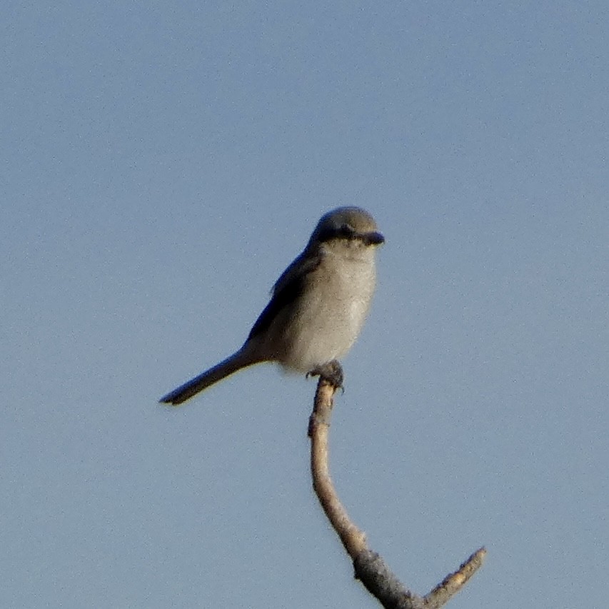 ťuhýk severní - ML645444683