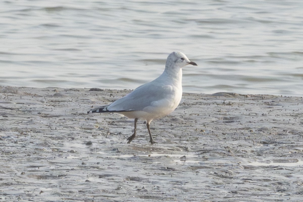 Relict Gull - ML645444692