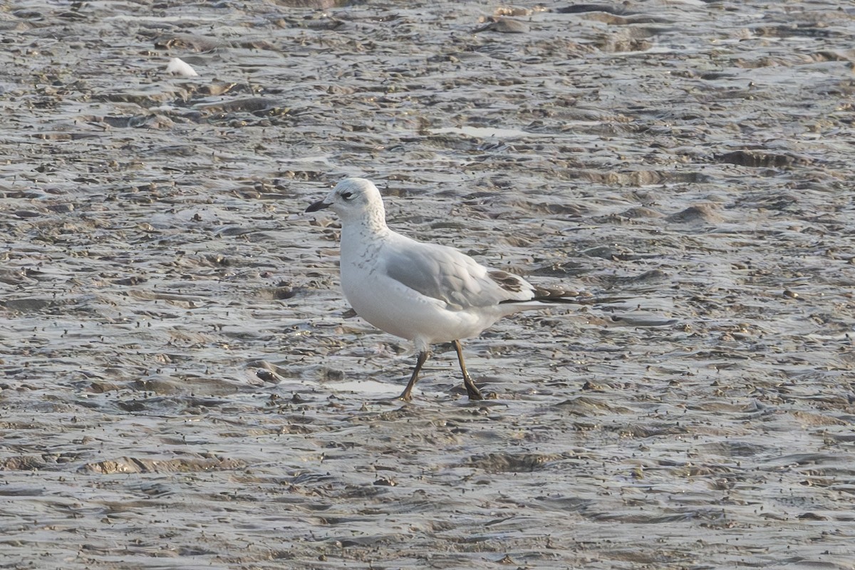 Relict Gull - ML645444693