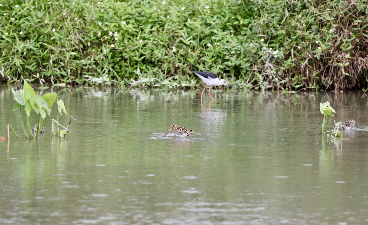 Common Snipe - ML645444697