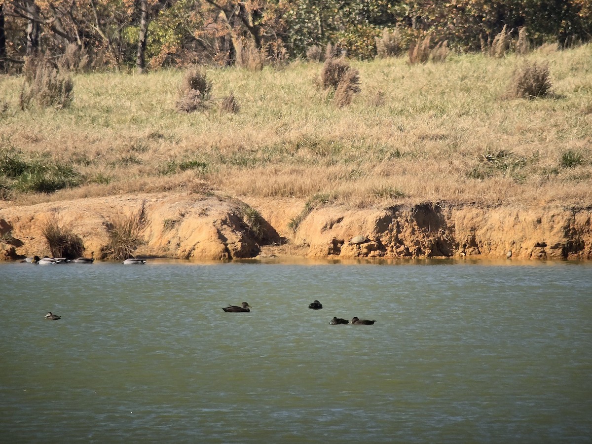 American Black Duck - ML645444745
