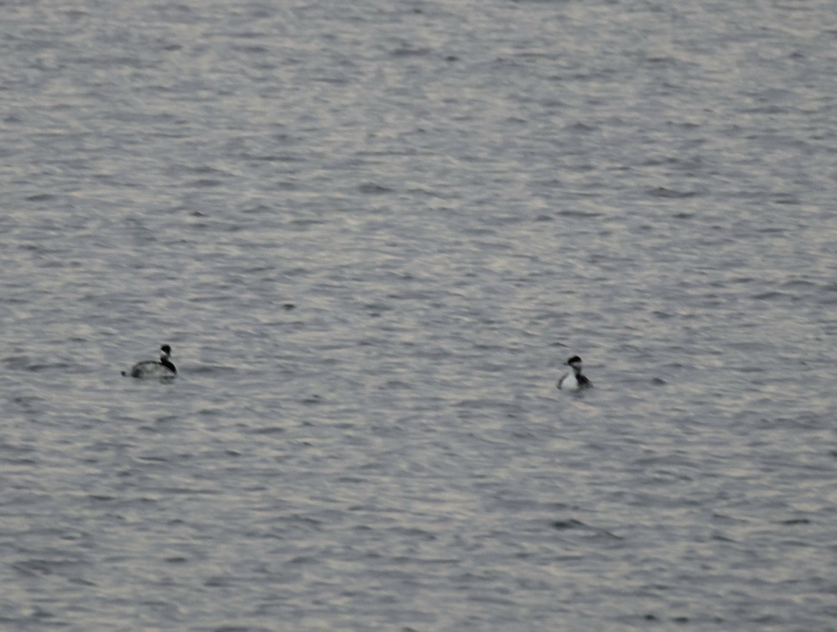 Horned Grebe - ML645444748