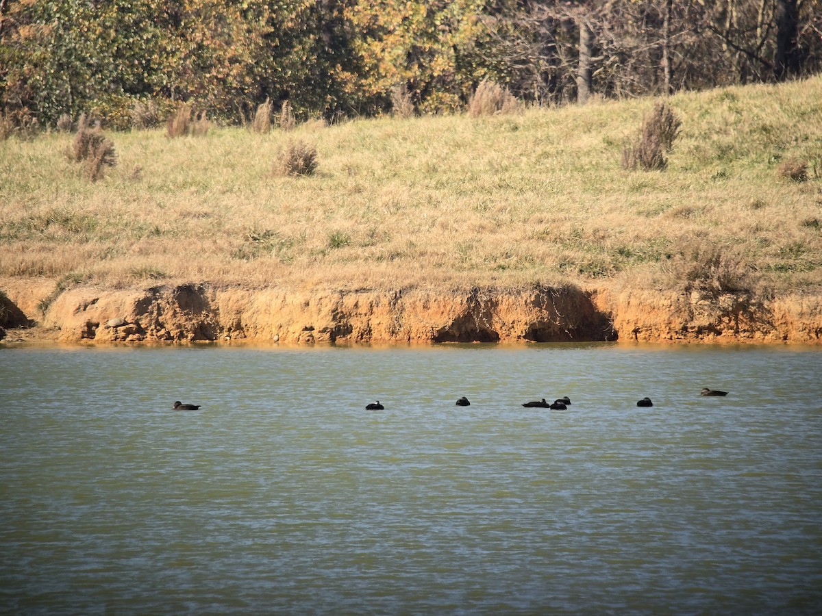American Black Duck - ML645444749