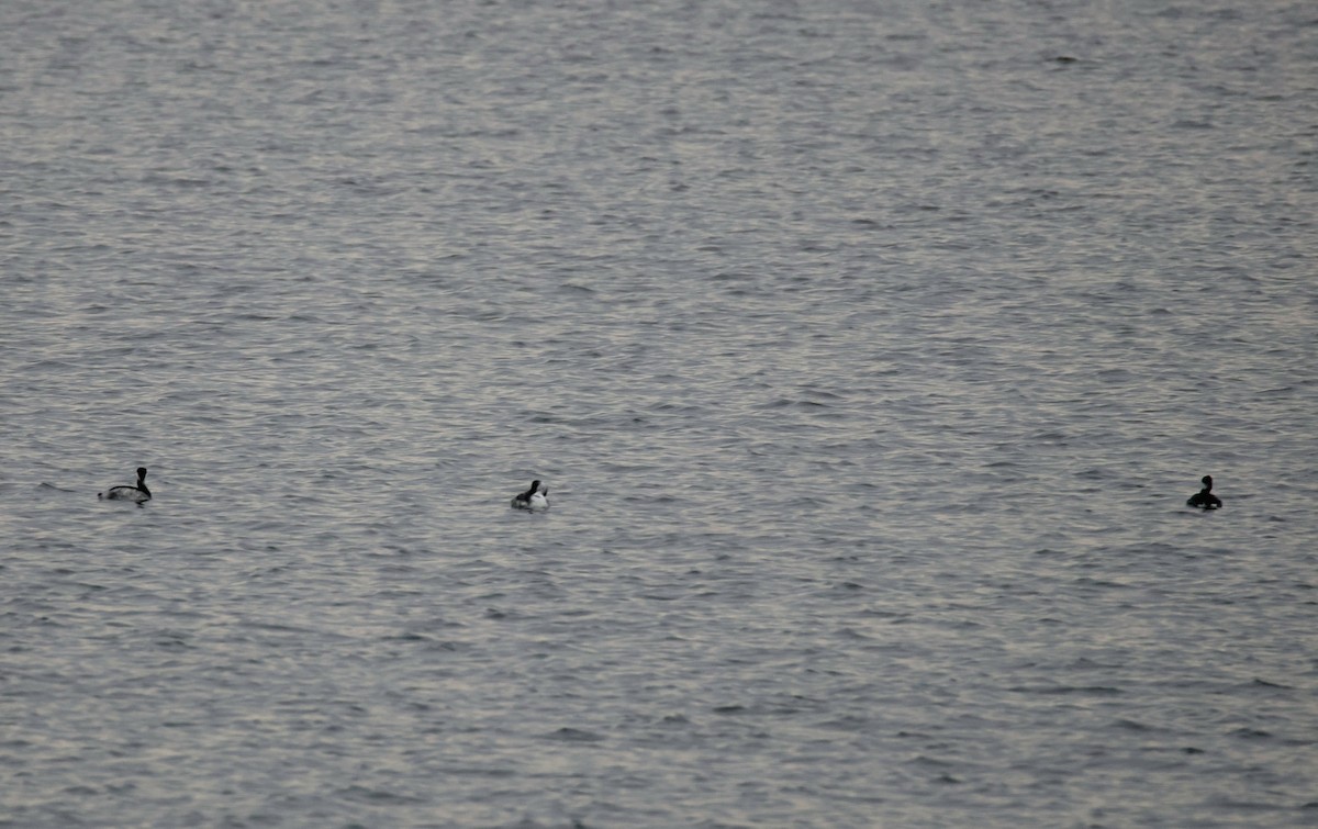 Horned Grebe - ML645444750