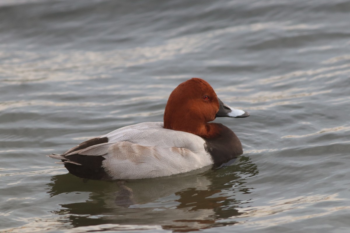 Common Pochard - ML645444753