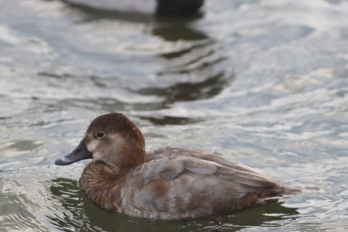 Common Pochard - ML645444755